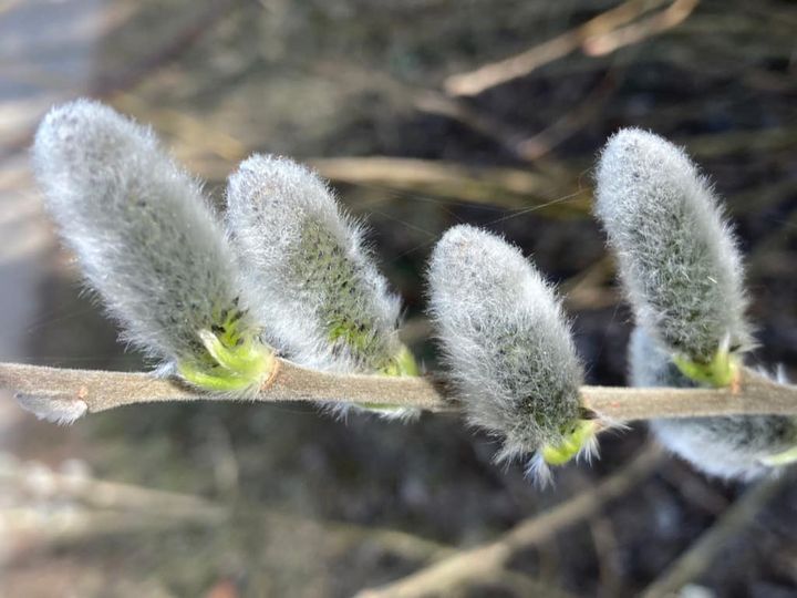 アトリエからふる2月　予告